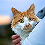 cat, orange, white, green_eyes, fluffy, pet, animal, portrait, close_up, person_hand, jacket, outdoor, blurred_background, fur, whiskers, cute, domestic, mammal, friendly, gentle
