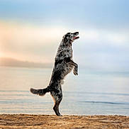 Maïko participe au concours pour gagner de l'argent avec cette photo : dog, beach, sand, water, sunrise, sunset, animal, canine, standing, outdoor, nature, sky, calm, serene, playful, pet, furry, merle_coat, sunlight, happy