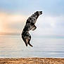 Maïko participe au concours pour gagner de l'argent avec cette photo : dog, jumping, beach, sand, water, sunset, sky, outdoor, animal, motion, playful, nature, landscape, canine, sunlight, fur, energetic, leaping, daytime, scenic