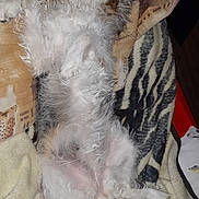 Mila a rejoint le concours — aidez-le/la à gagner de superbes lots ! animal, blanket, canine, companion, cozy, cute, dog, domestic_animal, fluffy, fur, gray, home, indoor, lying_down, pet, relaxed, resting, sleeping, soft, white