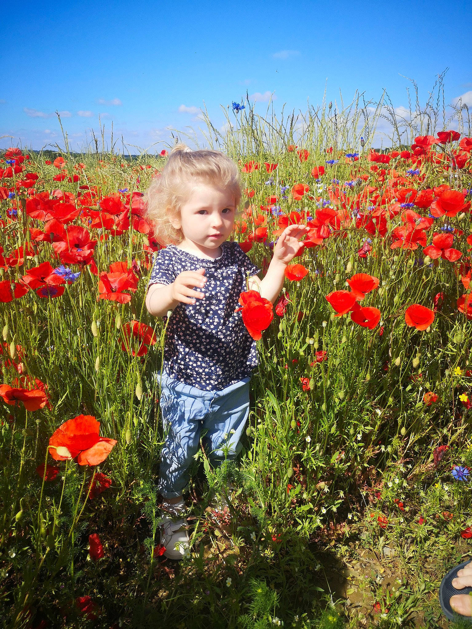 Nora participe au concours pour gagner de l'argent avec cette photo : agriculture, corn_poppy, ecoregion, flower, flowering_plant, grass, grassland, happy, leaf, meadow, natural_environment, natural_landscape, people_in_nature, person, petal, plant, red, rural_area, sky, toddler