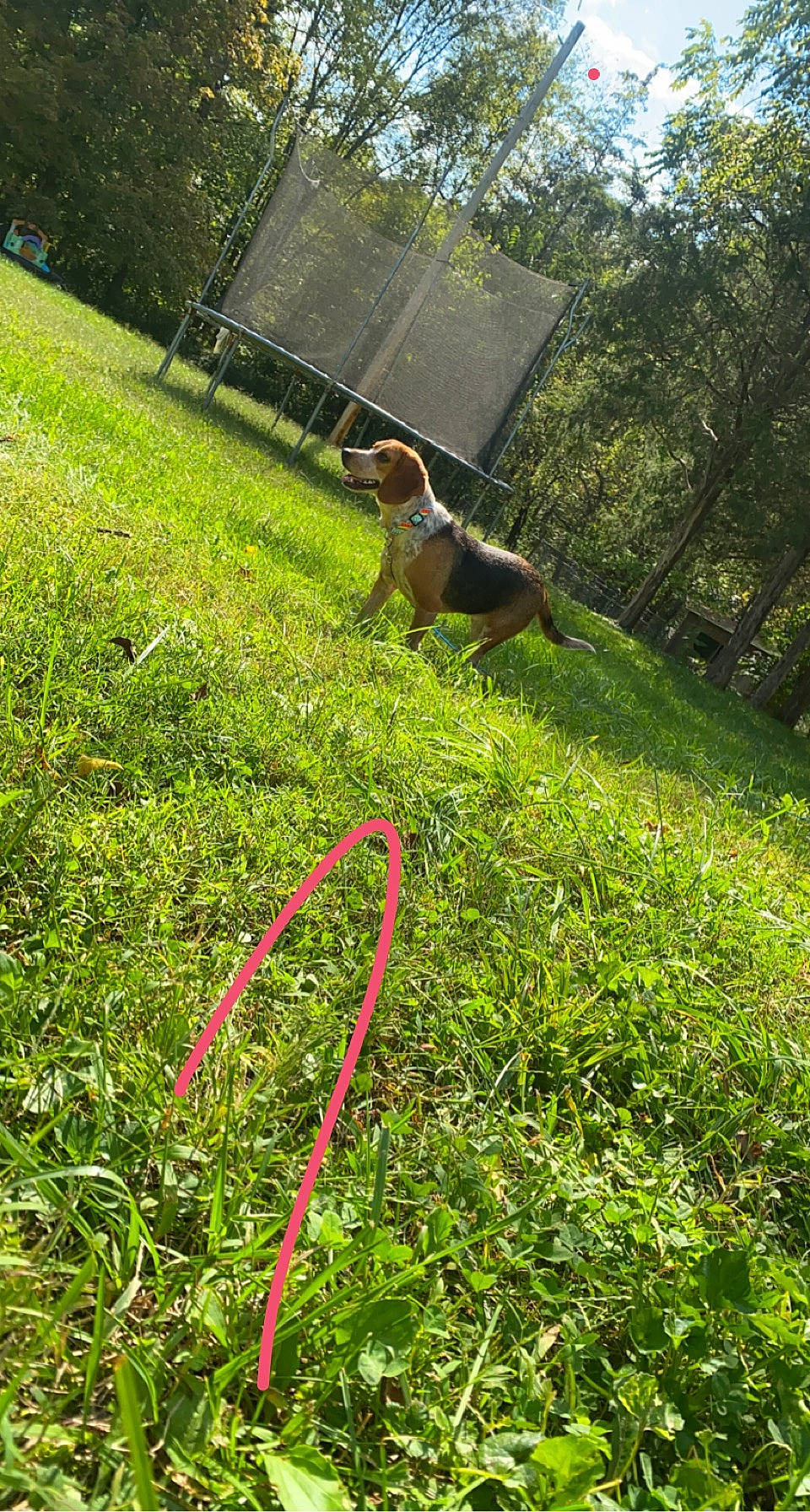 Jolene is registered to the contest to win money with this photo: carnivore, companion_dog, dog, dog_breed, garden_hose, grass, grass_family, grassland, groundcover, landscape, lawn, meadow, pasture, people_in_nature, plant, shrub, sporting_group, tail, terrestrial_plant, tree