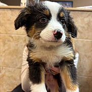 Bentley joined the competition — help win amazing prizes! adorable, animal, background, closeup, cute, dog, expression, eyes, face, fur, hand, indoor, nose, person_holding, pet, puppy, tile_wall, tricolor, whiskers, young