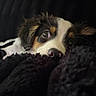 Bentley joined the competition — help win amazing prizes! adorable, animal, black, blanket, brown, closeup, cozy, cute, dog, fur, indoor, nose, pet, portrait, puppy, resting, sleepy, soft, whiskers, white