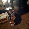 Bentley joined the competition — help win amazing prizes! black, books, brown, carpet, cozy, curled_up, dog, floor, furniture, indoor, light, puppy, quiet, resting, shadow, sleeping, stack, white, window, wood