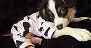Bentley is registered to the contest to win money with this photo: adorable, animal, black_background, closeup, cow_print, cozy, cute, dog, fluffy, fur, indoor, lying_down, onesie, paws, pet, pink_pads, puppy, resting, soft_lighting, young