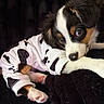 adorable, animal, black_background, closeup, cow_print, cozy, cute, dog, fluffy, fur, indoor, lying_down, onesie, paws, pet, pink_pads, puppy, resting, soft_lighting, young