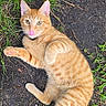 cat, orange_tabby, grass, dirt, outdoor, playful, pet, animal, tongue_out, cute, feline, lying_down, nature, whiskers, ears, tail, paw, striped, mammal, young_cat