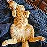 Buddy is registered to the contest to win money with this photo: cat, ginger_cat, sleeping, relaxed, pet, indoor, blanket, fur, paw, tail, wooden_dresser, cozy, feline, cute, resting, domestic_animal, animal, bedroom, soft, comfortable