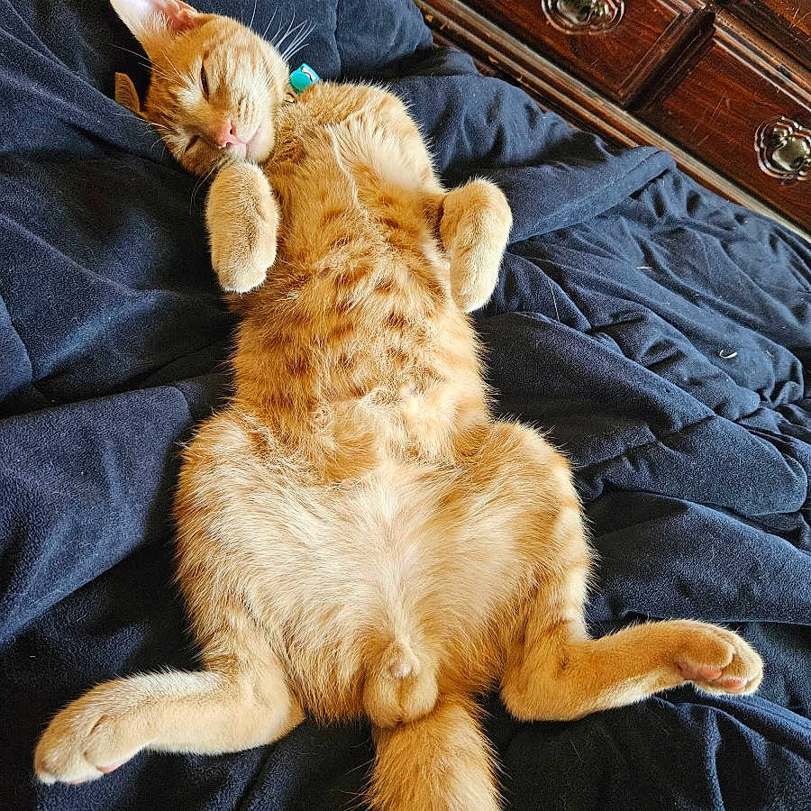 Buddy is registered to the contest to win money with this photo: cat, ginger_cat, sleeping, relaxed, pet, indoor, blanket, fur, paw, tail, wooden_dresser, cozy, feline, cute, resting, domestic_animal, animal, bedroom, soft, comfortable