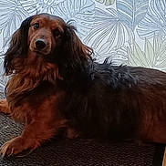 Max a rejoint le concours — aidez-le/la à gagner de superbes lots ! dog, dachshund, long_hair, pet, animal, indoor, carpet, curtain, leaf_pattern, brown, black, fur, lying_down, looking, ears, snout, paw, floor, relaxed, portrait
