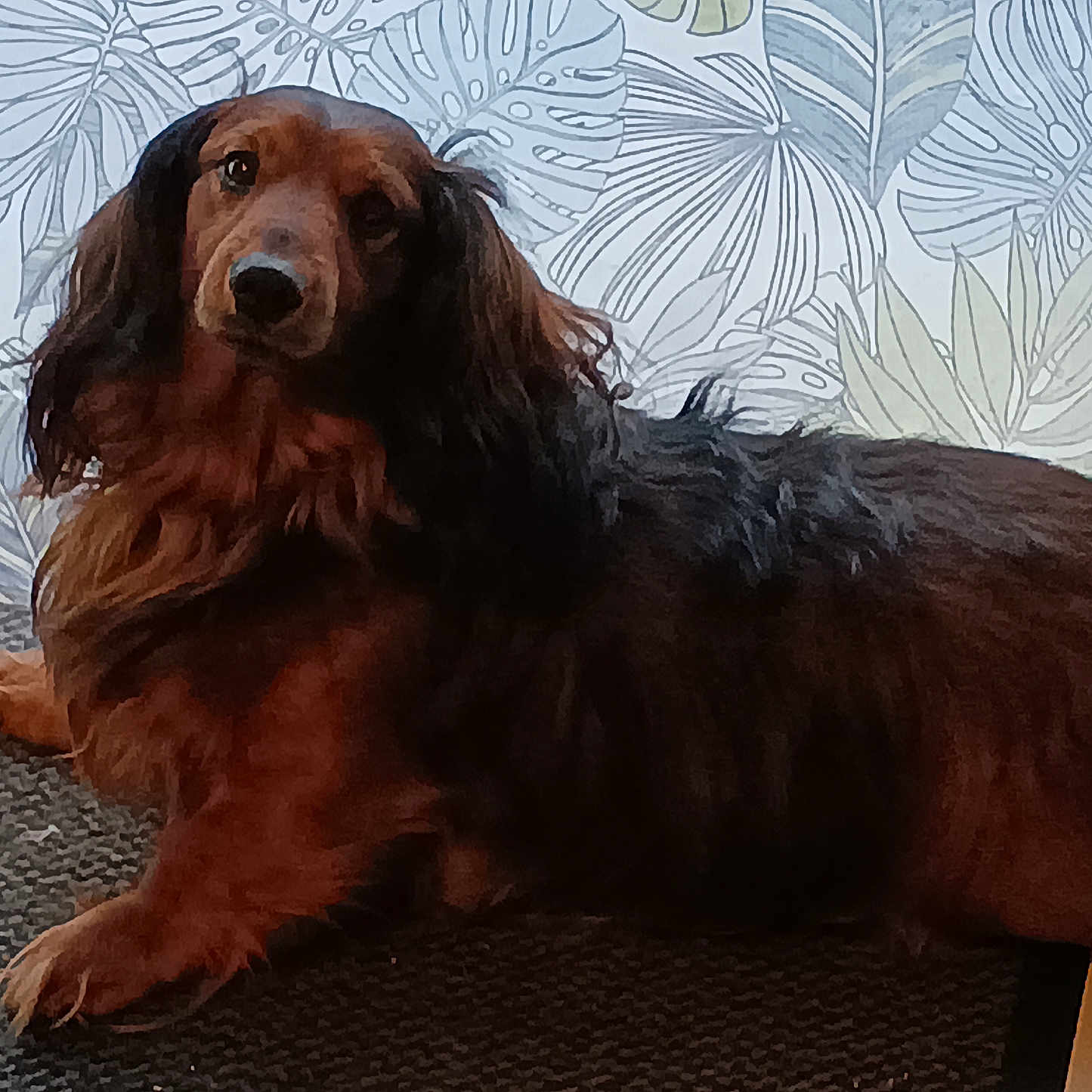 Max a rejoint le concours — aidez-le/la à gagner de superbes lots ! animal, black, brown, carpet, curtain, dachshund, dog, ears, floor, fur, indoor, leaf_pattern, long_hair, looking, lying_down, paw, pet, portrait, relaxed, snout