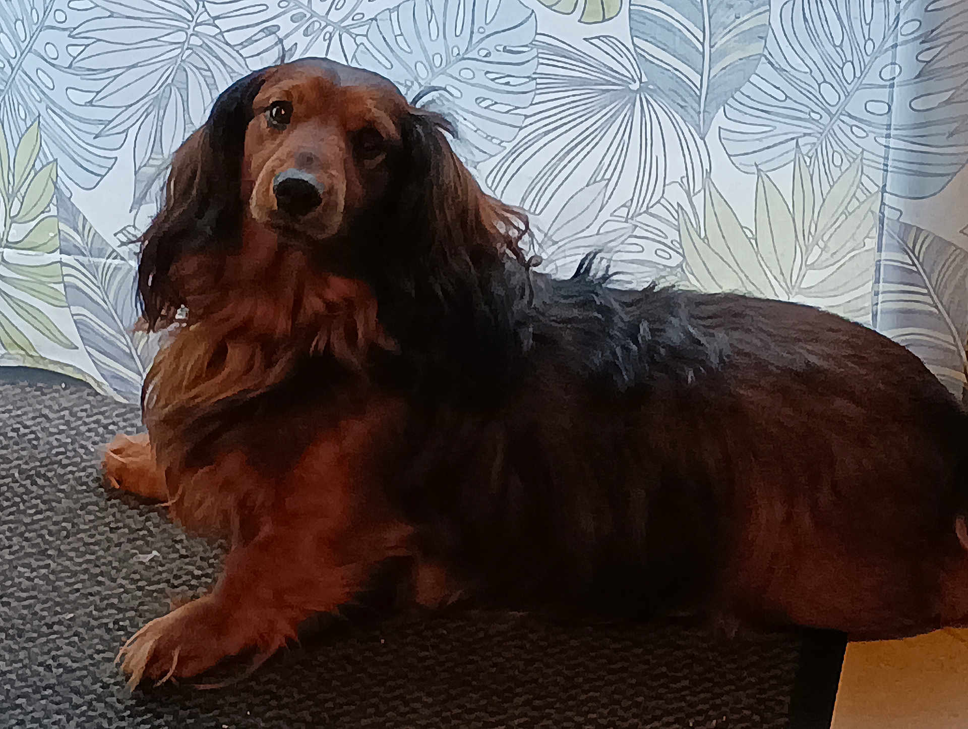 Max a rejoint le concours — aidez-le/la à gagner de superbes lots ! dog, dachshund, long_hair, pet, animal, indoor, carpet, curtain, leaf_pattern, brown, black, fur, lying_down, looking, ears, snout, paw, floor, relaxed, portrait