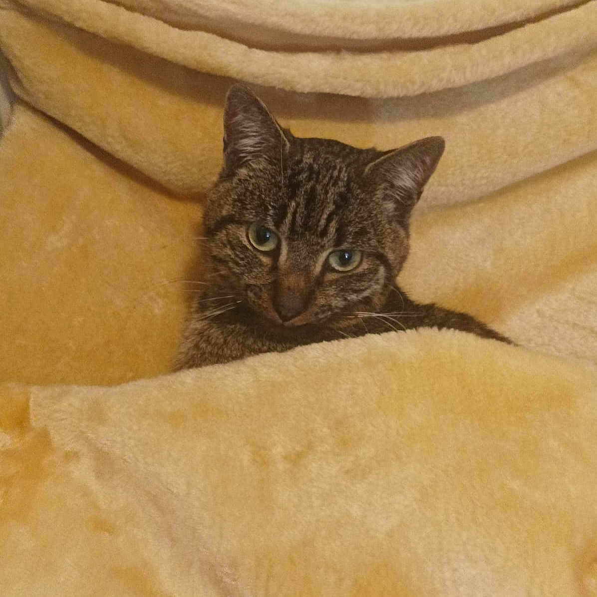 Tichat a rejoint le concours — aidez-le/la à gagner de superbes lots ! abyssinian, animal, blanket, cat, couch, cushion, face, furniture, head, homedecor, indoors, kitten, linen, manx, person, pet, photography, quilt, sleeping, velvet