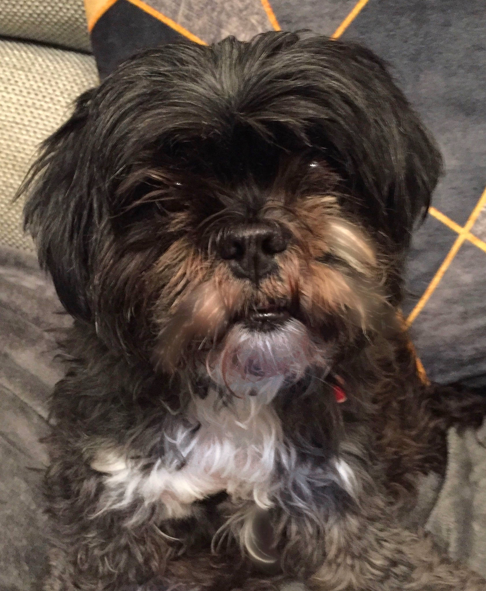 Tilly is registered to the contest to win money with this photo: canidae, carnivore, companion_dog, dog, dog_breed, eye, fur, liver, non_sporting_group, puppy, shih_tzu, small_terrier, snout, sporting_group, terrestrial_animal, terrier, toy_dog, water_dog, wood, working_animal