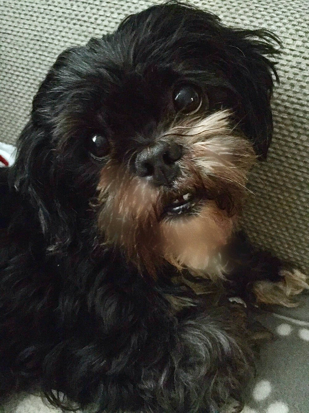 Tilly joined the competition — help win amazing prizes! canidae, carnivore, companion_dog, dog, dog_breed, fur, liver, maltepoo, non_sporting_group, pekapoo, shih_poo, shih_tzu, small_terrier, snout, sporting_group, terrestrial_animal, terrier, toy_dog, working_animal, yorkipoo