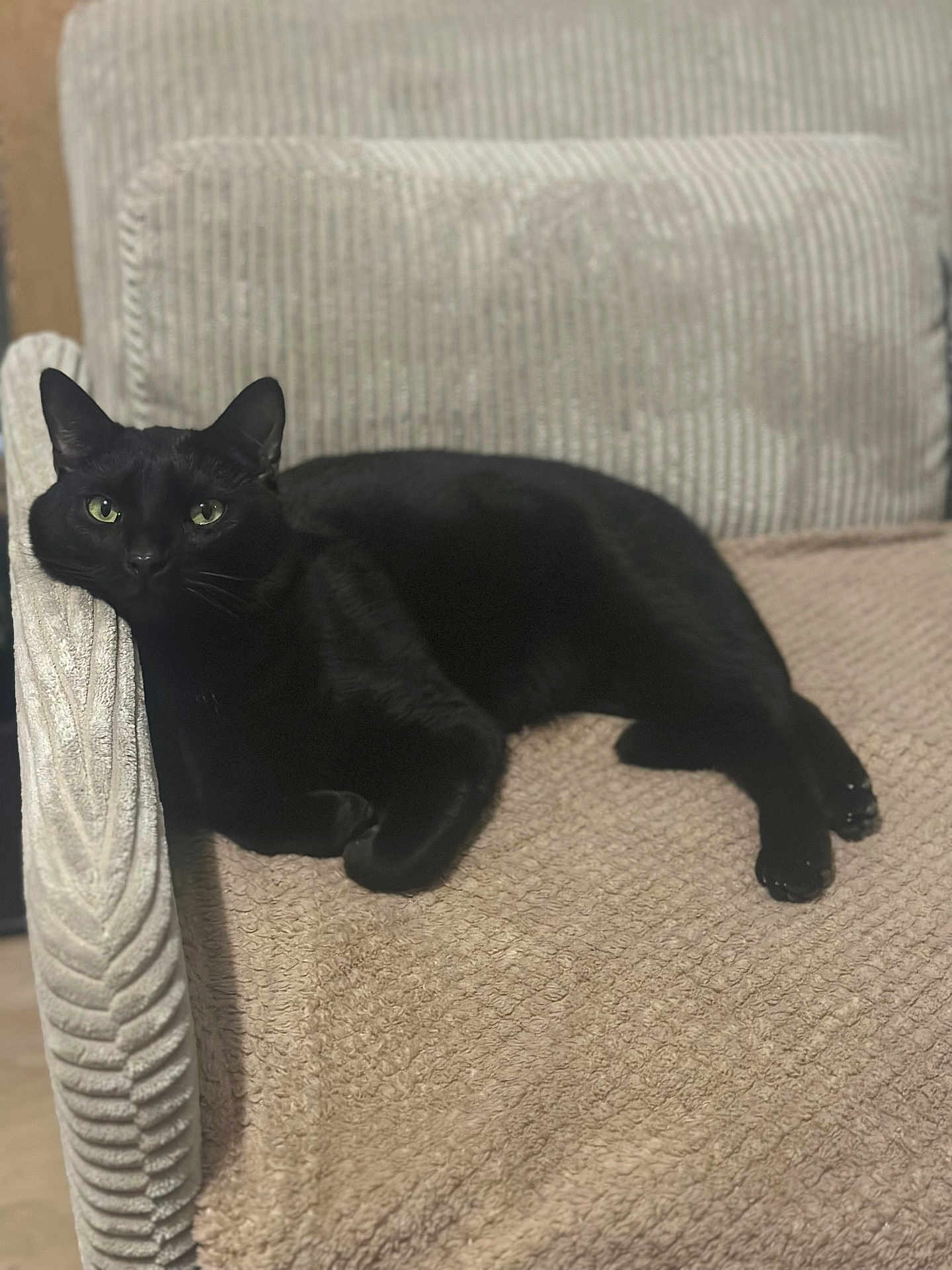Swat participe au concours pour gagner de l'argent avec cette photo : black_cat, cat, pet, animal, feline, resting, lounging, couch, furniture, indoor, cozy, relaxed, home, texture, beige, armrest, green_eyes, whiskers, paw, comfort