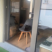 Swat a rejoint le concours — aidez-le/la à gagner de superbes lots ! black_cat, chair, indoor, apartment, glass_door, wooden_floor, furniture, television, cat_tree, plant, modern, gray_chair, reflection, window, artificial_grass, metal_grate, cozy, relaxing, pet, home_interior