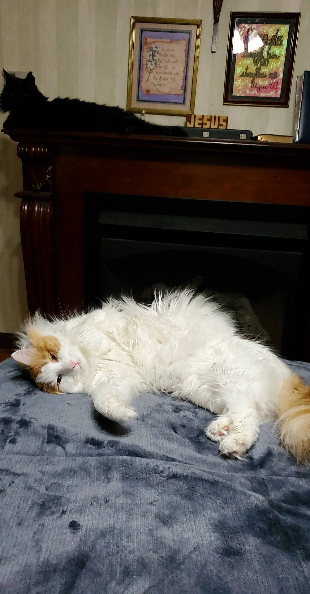 Flynn joined the competition — help win amazing prizes! carnivore, cat, domestic_long_haired_cat, felidae, floor, fur, kitten, norwegian_forest_cat, paw, persian, ragamuffin, ragdoll, small_to_medium_sized_cats, tail, turkish_angora, turkish_van, whiskers