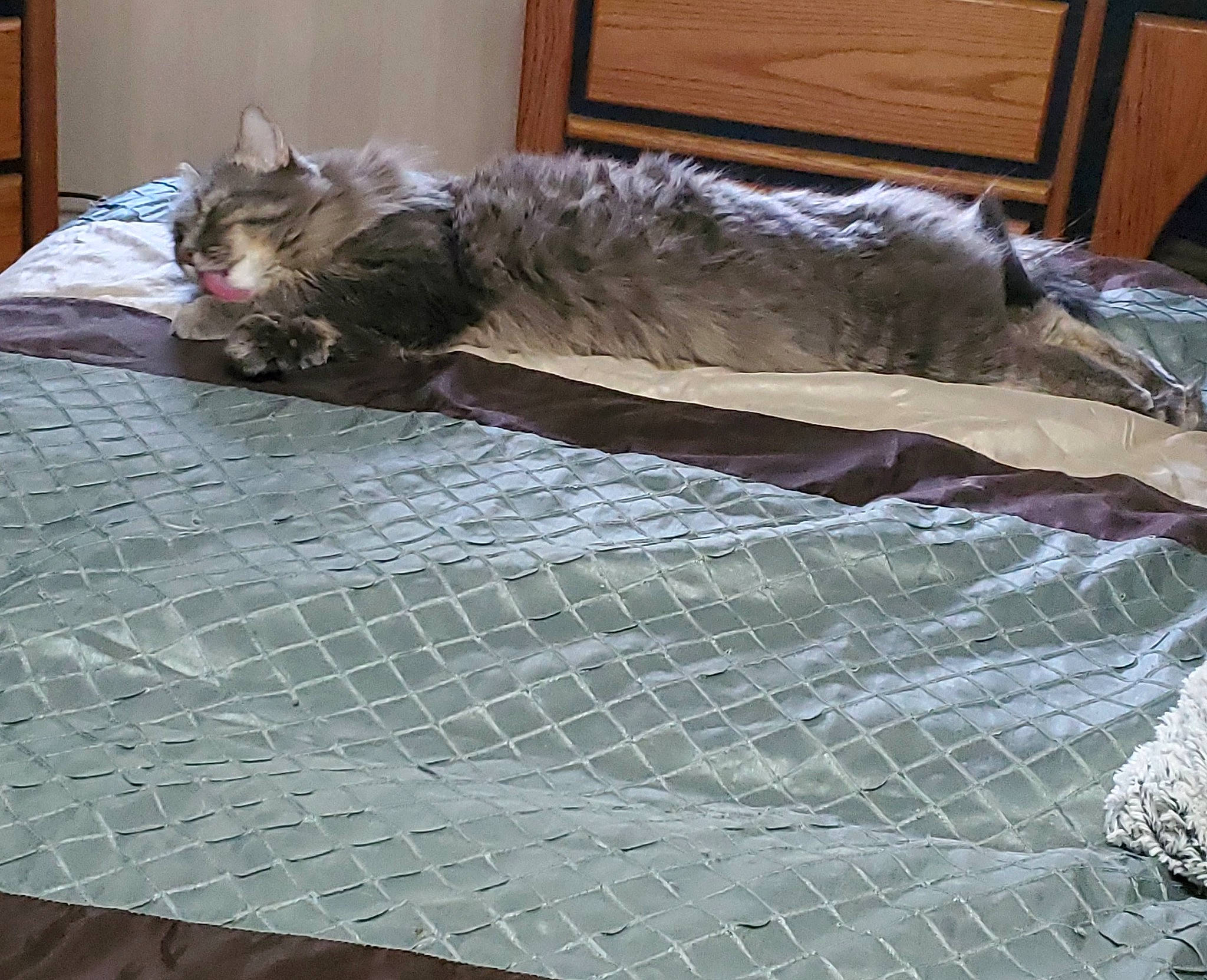 Sampson joined the competition — help win amazing prizes! bed, bed_sheet, carnivore, cat, felidae, floor, flooring, fur, furniture, hardwood, linens, nap, sleep, small_to_medium_sized_cats, tail, textile, whiskers