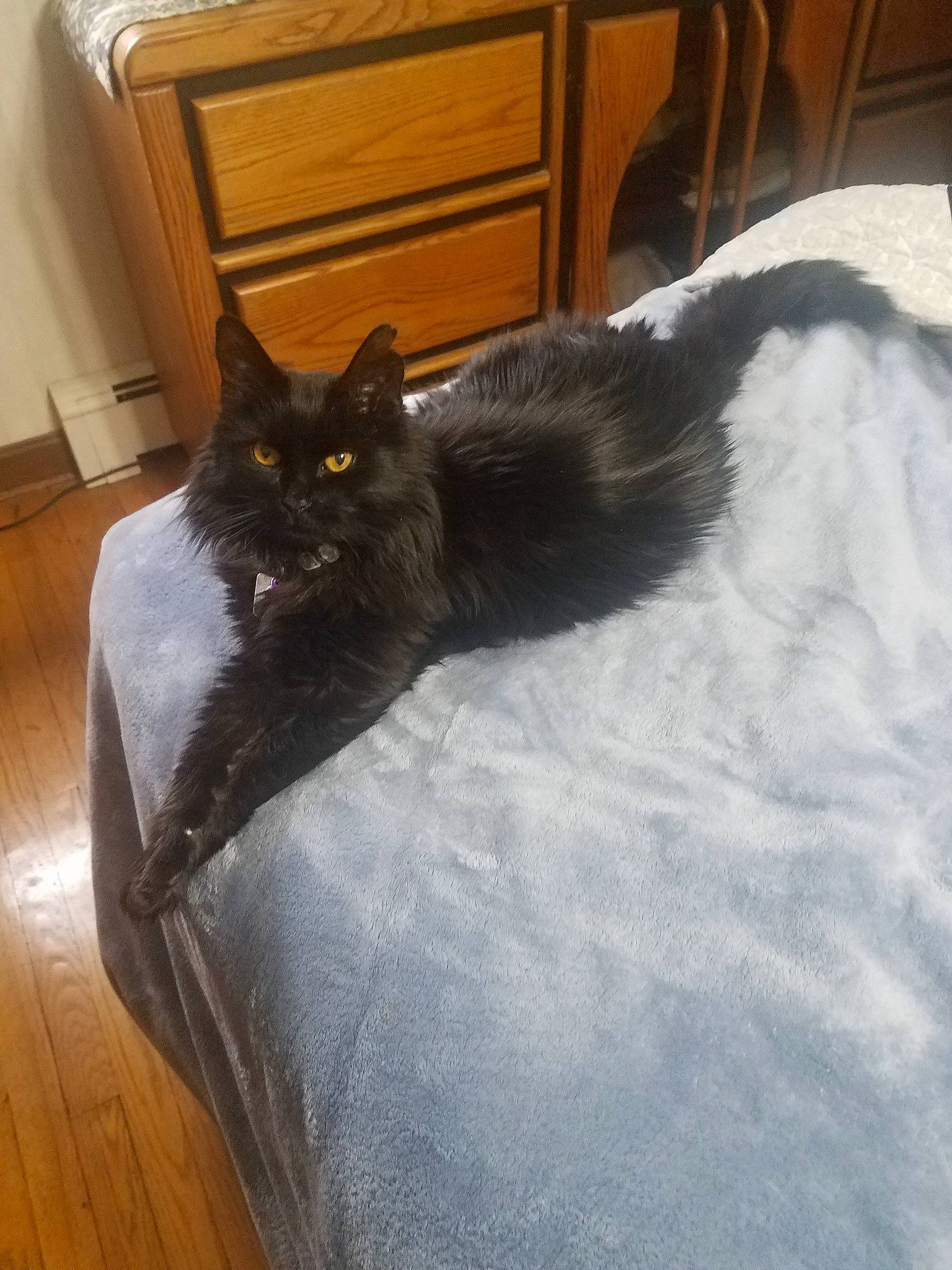 Blacky joined the competition — help win amazing prizes! black_cat, carnivore, cat, chair, comfort, domestic_long_haired_cat, domestic_short_haired_cat, felidae, floor, flooring, fur, furniture, hardwood, norwegian_forest_cat, room, small_to_medium_sized_cats, tail, whiskers