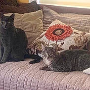 Smokey And Marvin joined the competition — help win amazing prizes! cat, cats, couch, pillows, quilted, flower_pillow, sunflower, indoor, pet, feline, relaxed, sitting, laying, fur, gray_cat, striped_cat, home, cozy, domestic, resting