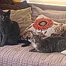 cat, cats, couch, pillows, quilted, flower_pillow, sunflower, indoor, pet, feline, relaxed, sitting, laying, fur, gray_cat, striped_cat, home, cozy, domestic, resting