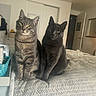 Smokey And Marvin is registered to the contest to win money with this photo: cat, indoor, bed, furniture, animal, pet, domestic, curious, tabby, gray_cat, two_cats, household, cozy, room, open_door, blanket, resting, looking, companions, domestic_life