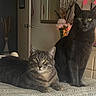 Smokey And Marvin is registered to the contest to win money with this photo: cat, feline, pets, indoor, bedspread, gray_cat, striped_cat, relaxed, sitting, lying_down, yellow_eyes, whiskers, ears, furniture, mirror, flowers, vase, door, room, cozy