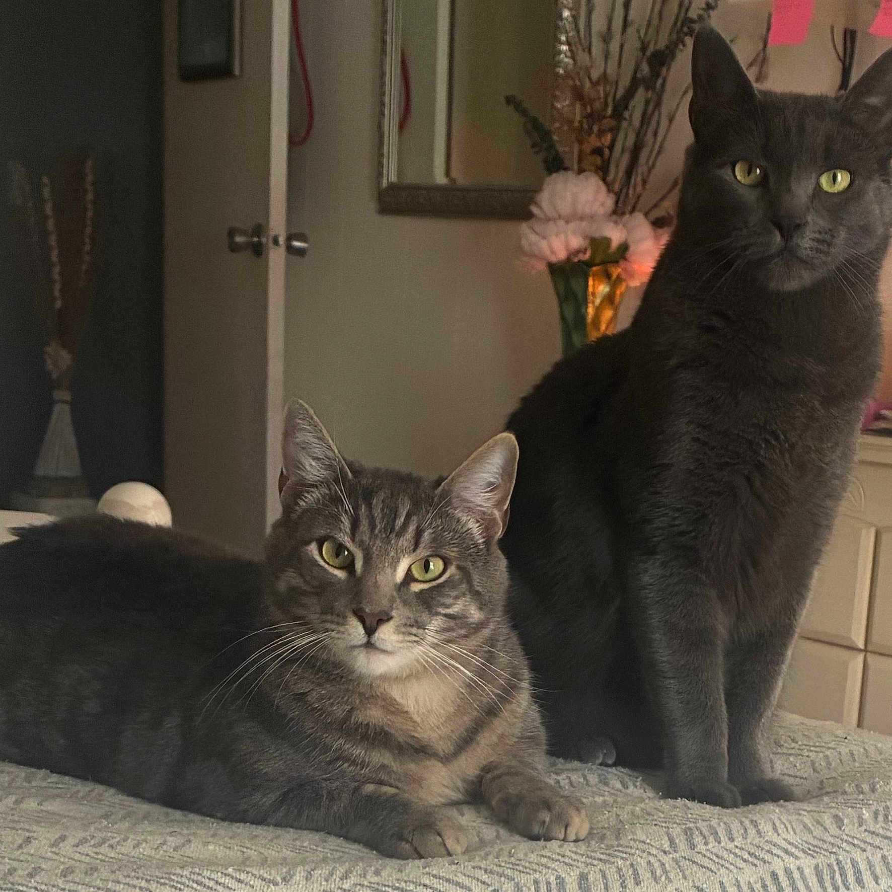 Smokey And Marvin is registered to the contest to win money with this photo: cat, feline, pets, indoor, bedspread, gray_cat, striped_cat, relaxed, sitting, lying_down, yellow_eyes, whiskers, ears, furniture, mirror, flowers, vase, door, room, cozy