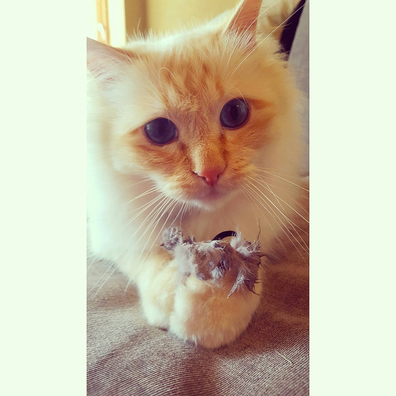 Monster a rejoint le concours — aidez-le/la à gagner de superbes lots ! carnivore, cat, claw, domestic_short_haired_cat, ear, eyelash, fawn, felidae, foot, fur, gesture, happy, iris, paw, photo_caption, small_to_medium_sized_cats, snout, tail, whiskers, window