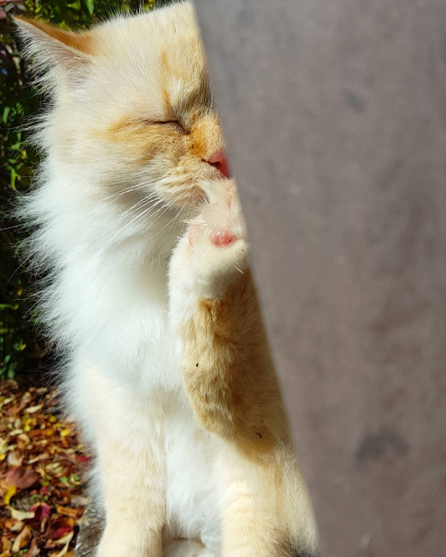 Monster a rejoint le concours — aidez-le/la à gagner de superbes lots ! carnivore, cat, claw, domestic_short_haired_cat, fawn, felidae, fur, grass, paw, plant, small_to_medium_sized_cats, snout, tail, terrestrial_animal, tree, whiskers, wildlife