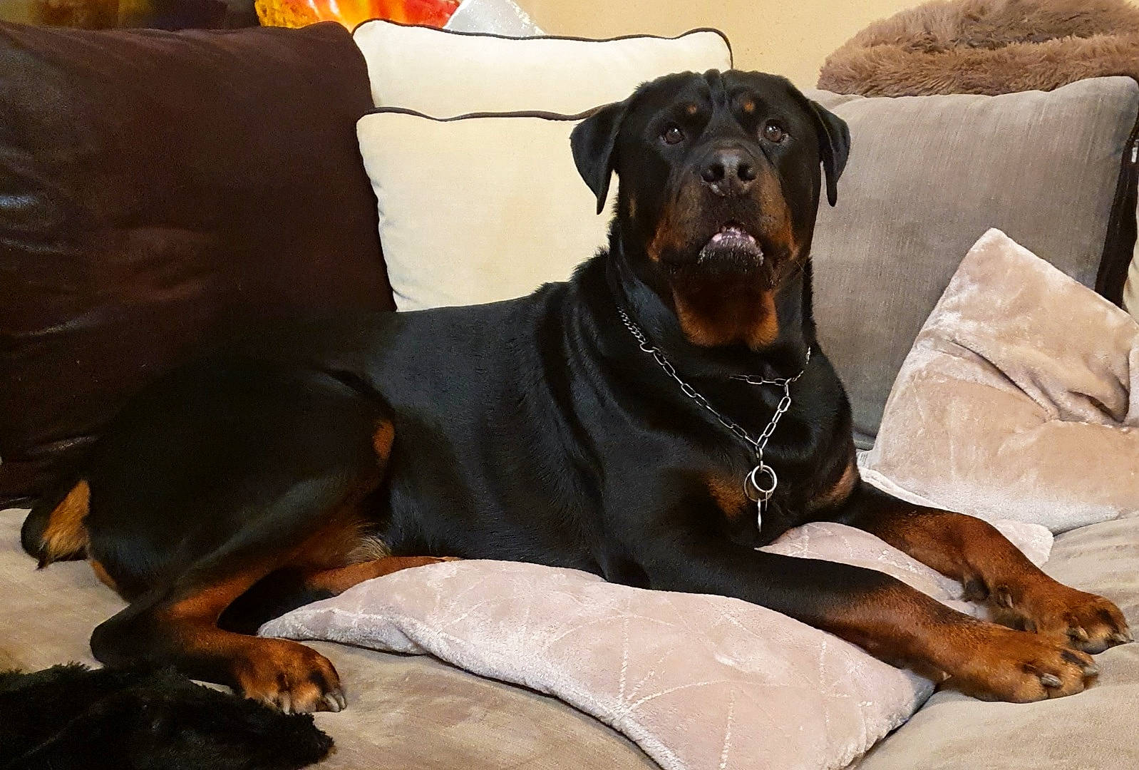 Adès a rejoint le concours — aidez-le/la à gagner de superbes lots ! canidae, carnivore, comfort, companion_dog, couch, dog, dog_breed, dog_supply, fawn, fur, guard_dog, pillow, puppy, rottweiler, snout, sporting_group, terrestrial_animal, vertebrate, working_animal, working_dog