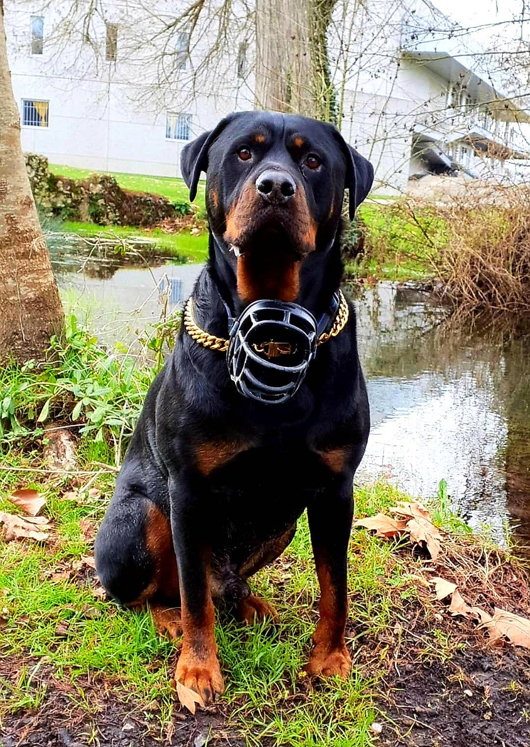 Adès participe au concours pour gagner de l'argent avec cette photo : canidae, carnivore, collar, companion_dog, dog, dog_breed, dog_collar, dog_supply, fawn, grass, hound, liver, pet_supply, plant, snout, sporting_group, terrestrial_animal, tree, water, working_animal
