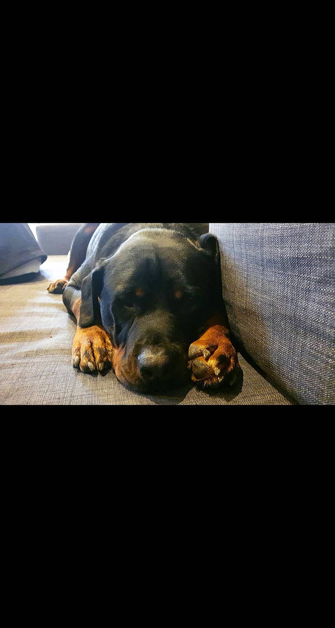 Adès participe au concours pour gagner de l'argent avec cette photo : automotive_lighting, canidae, carnivore, comfort, companion_dog, couch, darkness, dog, dog_breed, flooring, fur, mammal, metal, rectangle, snout, sporting_group, square, still_life_photography, terrestrial_animal, working_animal