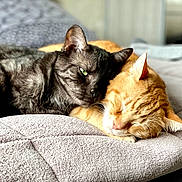 Sangoh a rejoint le concours — aidez-le/la à gagner de superbes lots ! cat, black_cat, orange_cat, sleeping, snuggling, cozy, blanket, indoor, pet, feline, cute, resting, fur, closeup, companion, relaxing, animal, cute_pets, domestic_cat, bed