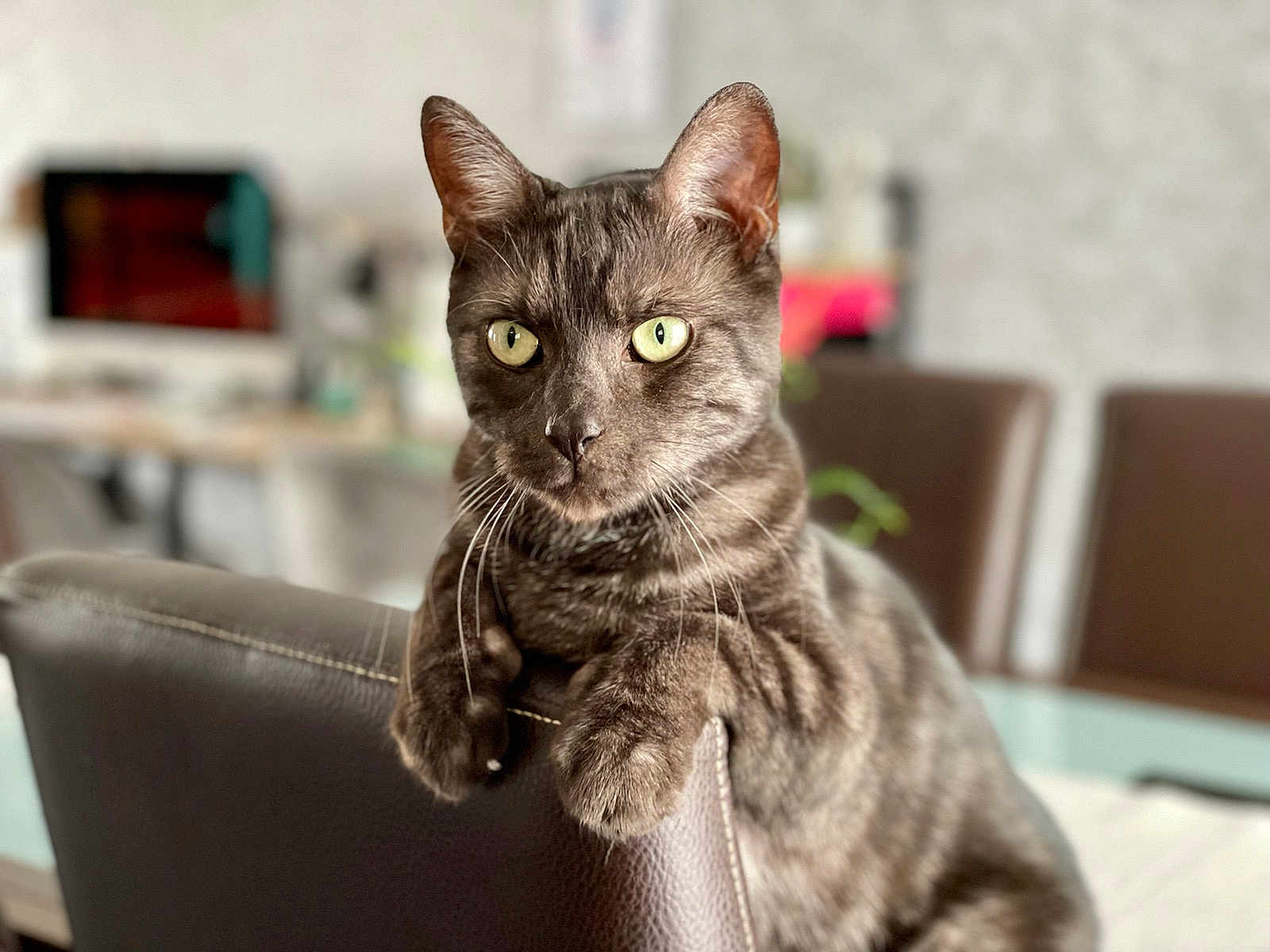 Sangoh a rejoint le concours — aidez-le/la à gagner de superbes lots ! cat, tabby_cat, gray_cat, green_eyes, pets, feline, indoor, leather_chair, resting, curious, closeup, animal, domestic_cat, whiskers, fur, household, background_blur, home_office, relaxed, portrait