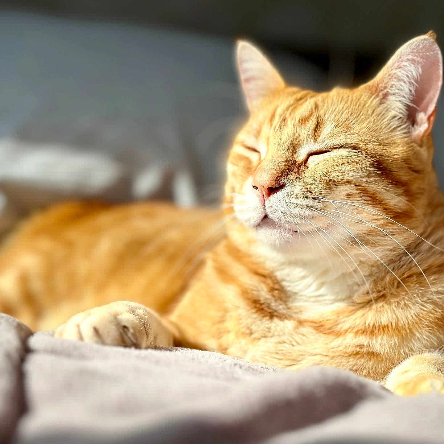 Simba participe au concours pour gagner de l'argent avec cette photo : animal, blanket, cat, close_up, comfort, cozy, cute, feline, fur, ginger_cat, indoor, nap, peaceful, pet, relaxed, resting, sleeping, soft_light, sunlight, whiskers