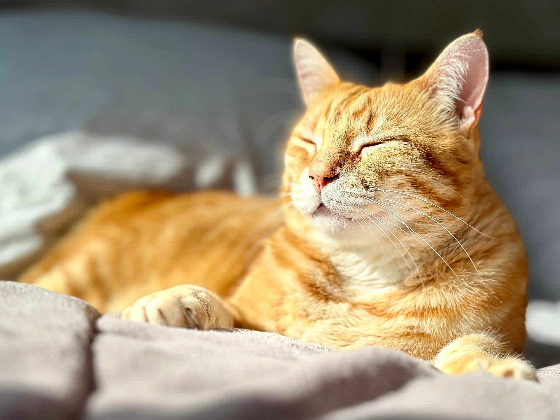 Simba participe au concours pour gagner de l'argent avec cette photo : cat, ginger_cat, pet, sleeping, relaxed, feline, whiskers, close_up, soft_light, indoor, cozy, blanket, comfort, cute, animal, fur, resting, nap, peaceful, sunlight