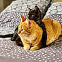 Simba participe au concours pour gagner de l'argent avec cette photo : cat, cats, ginger_cat, black_cat, bed, bedding, patterned_sheets, cuddling, pets, animal, feline, cozy, cute, domestic_cat, resting, laying_down, fur, whiskers, ears, tail
