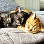 Simba participe au concours pour gagner de l'argent avec cette photo : cat, black_cat, orange_cat, sleeping, snuggling, cozy, blanket, indoor, pet, feline, cute, resting, fur, closeup, companion, relaxing, animal, cute_pets, domestic_cat, bed