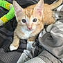Junior joined the competition — help win amazing prizes! kitten, cat, orange_cat, pet, bed, blanket, striped, toy, indoor, feline, young_animal, cute, fur, whiskers, paw, tail, resting, playful, soft, domestic_animal