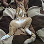 Junior is registered to the contest to win money with this photo: cat, orange_tabby, lying_down, relaxed, blanket, brown, beige, patchwork, feline, pet, indoor, cozy, paws, tail, fur, whiskers, ears, looking_at_camera, animal, resting