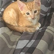 Junior is registered to the contest to win money with this photo: kitten, cat, orange_tabby, pet, animal, cute, feline, striped_blanket, remote_control, indoor, resting, young_cat, cozy, fur, whiskers, ears, tail, looking, curious, soft
