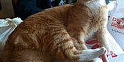 Junior is registered to the contest to win money with this photo: cat, orange_tabby, person, elderly_woman, glasses, kitchen, table, box, hand, finger, smile, domestic, animal, pet, furniture, countertop, plastic_bag, receipt, cupboard, sink