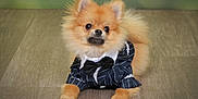 Sanson joined the competition — help win amazing prizes! dog, pomeranian, pet, animal, fur, bow_tie, suit, clothing, cute, indoors, floor, portrait, small_dog, fluffy, groomed, looking_up, adorable, fashion, domestic_animal, canine