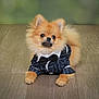 dog, pomeranian, pet, animal, fur, bow_tie, suit, clothing, cute, indoors, floor, portrait, small_dog, fluffy, groomed, looking_up, adorable, fashion, domestic_animal, canine