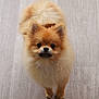 dog, pomeranian, fluffy, cute, pet, animal, canine, small_dog, fur, tail, ears, floor, looking_up, indoors, domestic_animal, portrait, standing, brown, adorable, companion