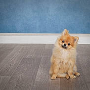 Sanson is registered to the contest to win money with this photo: dog, puppy, pomeranian, fluffy, pet, indoor, wooden_floor, blue_wall, cute, small_dog, sitting, tilted_head, fur, animal, domestic_animal, companion, looking, adorable, friendly, young