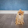 dog, puppy, pomeranian, fluffy, pet, indoor, wooden_floor, blue_wall, cute, small_dog, sitting, tilted_head, fur, animal, domestic_animal, companion, looking, adorable, friendly, young